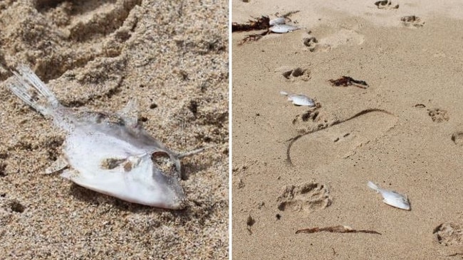 Hundreds of dead leatherjacket have washed up on South Coast beaches. Pictures: Tom McGann