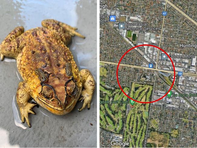 ‘Severe threat’: New toad invades Melbourne