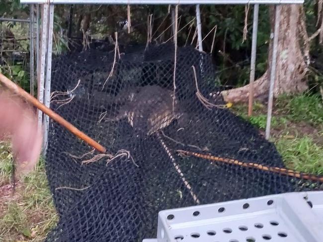 ‘No fear of people’: Four metre croc captured after attack