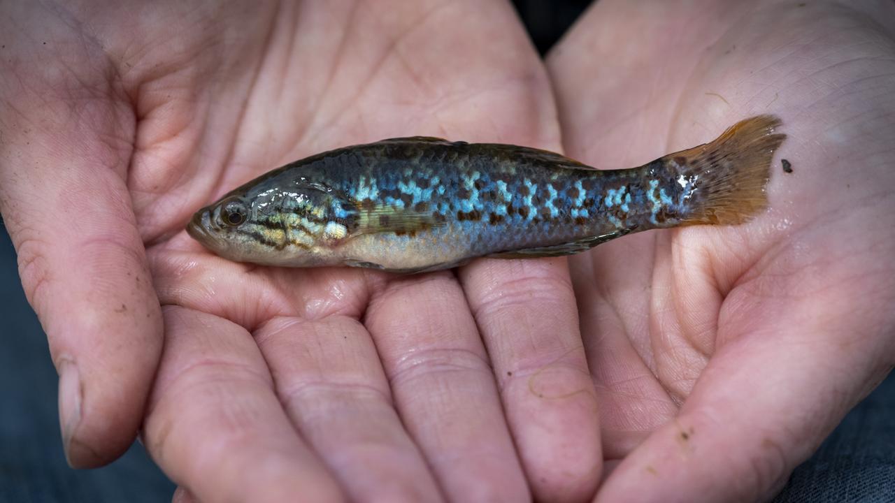 Southern purple spotted gudgeon (Mogurnda adspersa) held by researcher Amy Russell (from the North Catchment Management Authority) before being measured and released back into Third Reedy Lake, Kerang, Victoria. Picture: Doug Gimesy