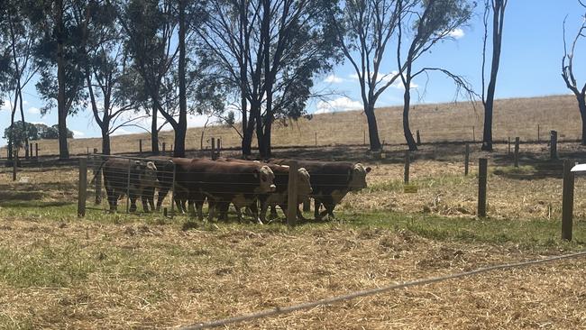 Bulls sold to a high of $75,000 at the Injemira on-property sale at Book Book in southern NSW. Picture: Nikki Reynolds