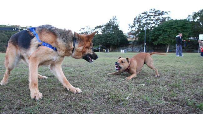 Dog attacks are on the rise on the north shore.