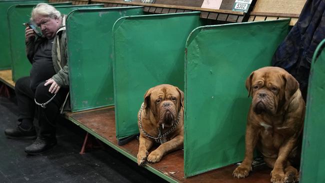 Dogue de Bordeauxs wait to enter the judging ring on the second day of Crufts Dog Show at NEC Arena, Birmingham in March. Picture: Christopher Furlong/Getty Images