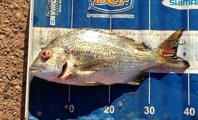 NOT PRETTY: An example of red spot disovered on a sick bream found in the Gladstone region. Picture: Riley Masters