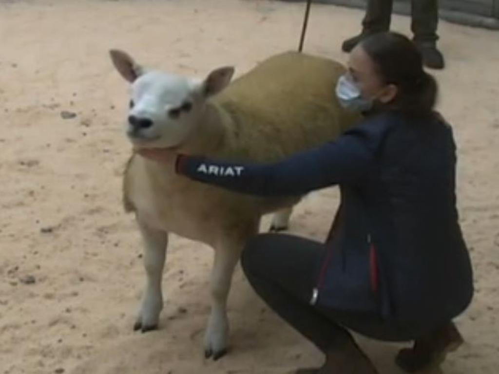 Double Diamond goes under the hammer. Picture: Texel Sheep Society