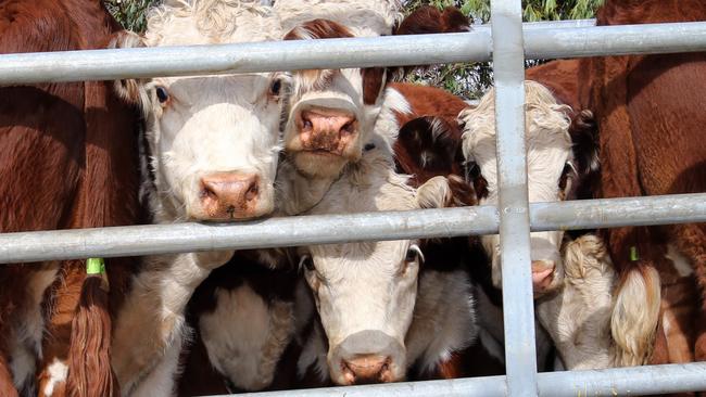 Approximately three million cows and heifers are slaughtered in Australia each year. (Pic: News Corp)