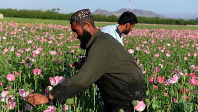 Afghan farmers harvesting opium sap from a poppy field in Zari District of Kandahar province. Picture: AFP