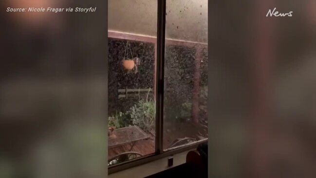 Mosquitoes Swarm Home in Regional New South Wales Amid Heavy Rain