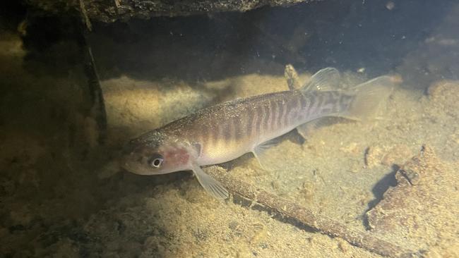 The broad finned galaxias can be found in Wayut Creek. Picture: Melbourne Water