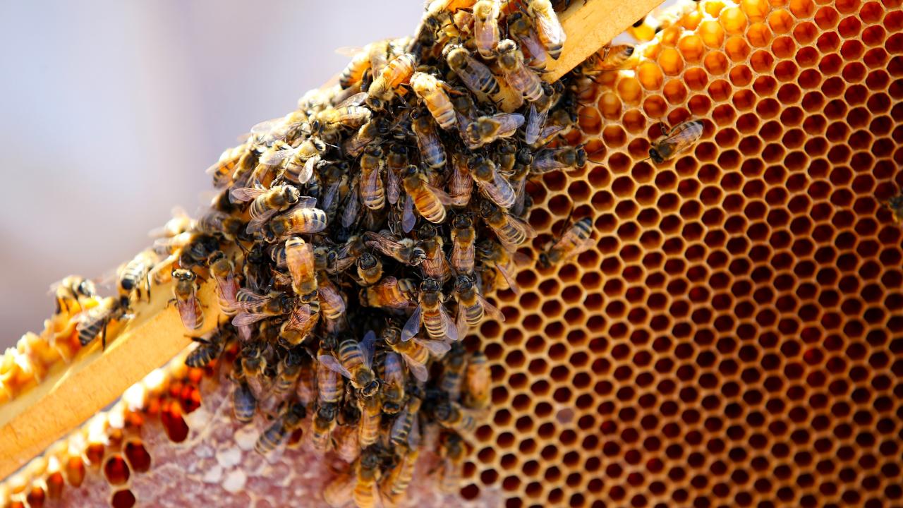 How Bees Make Honey Step-by-Step Process - Kids Facts