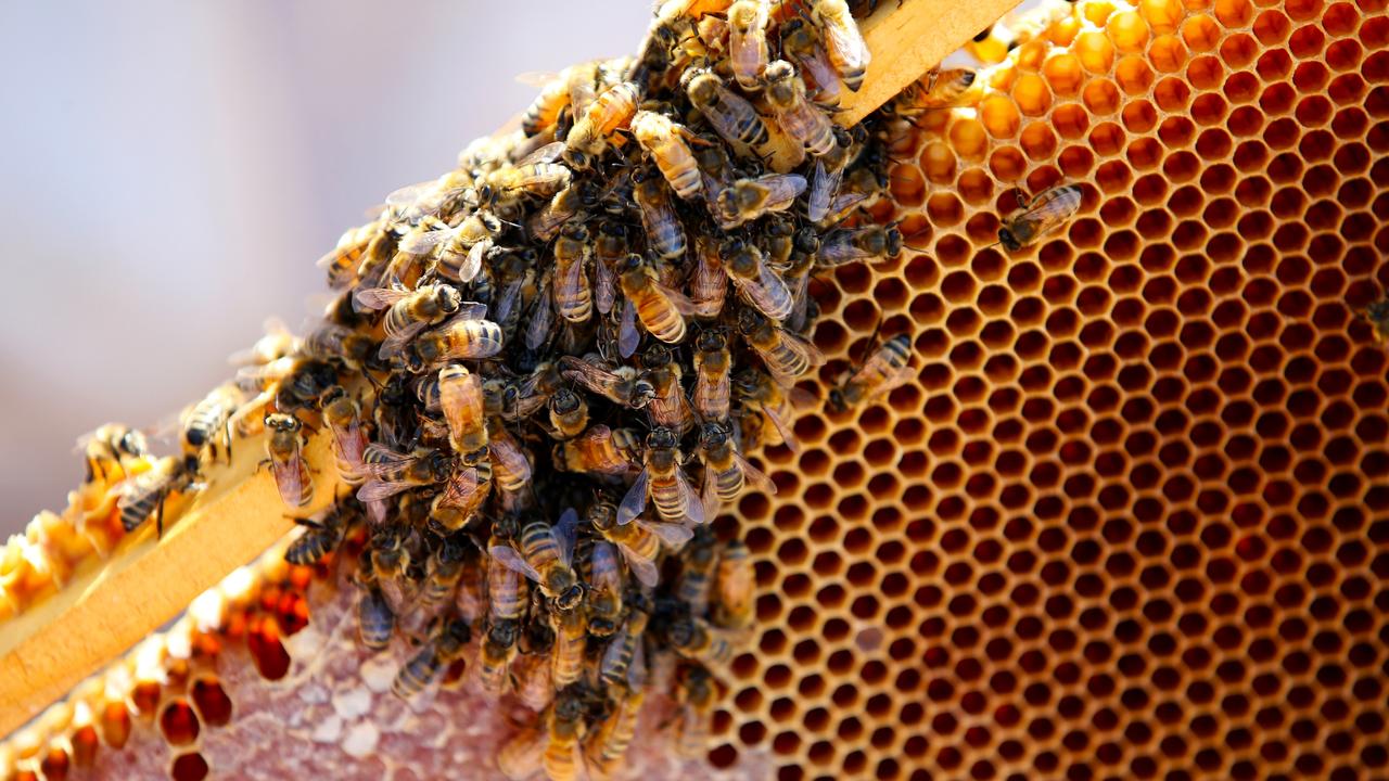 How do bees make Honey? 4 Steps that Honeybees make.