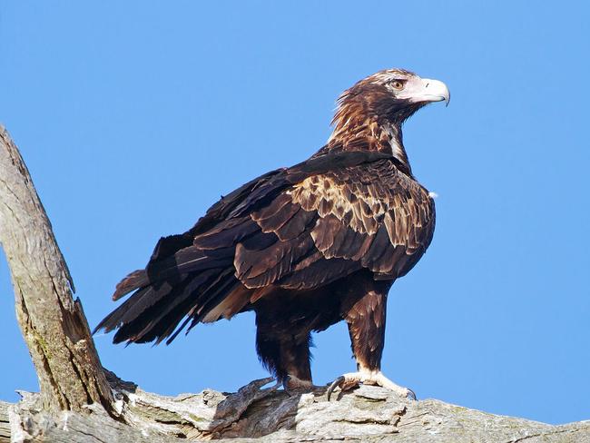 Threatened: a Tasmanian wedge-tailed eagle.