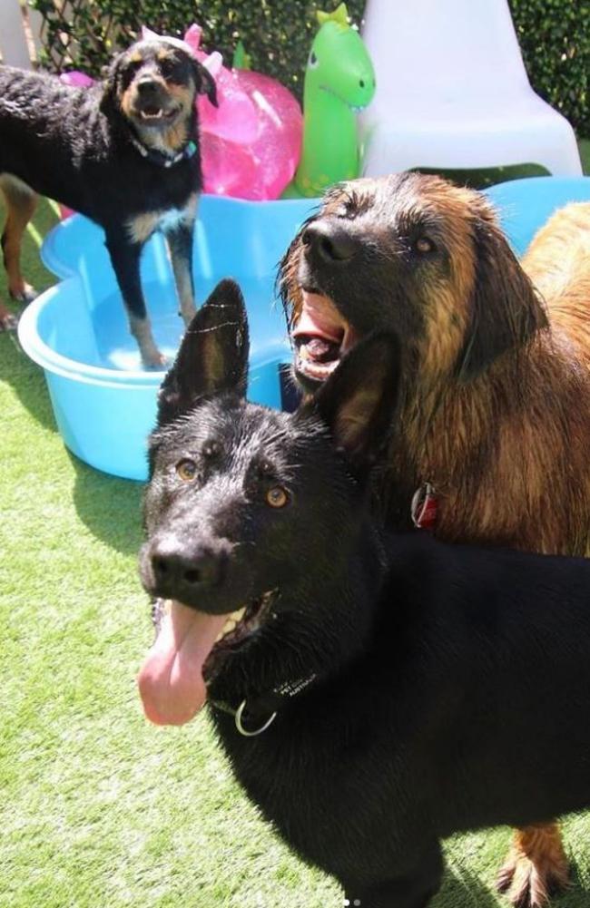 Fun in the pool at Ranc Pet Services in Cleveland in Redlands. Picture: instagram.com/rancpetservices