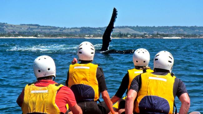 Go Sea Kayak Byron Bay is among a group of businesses that have requested rental relief from Byron Shire Council.