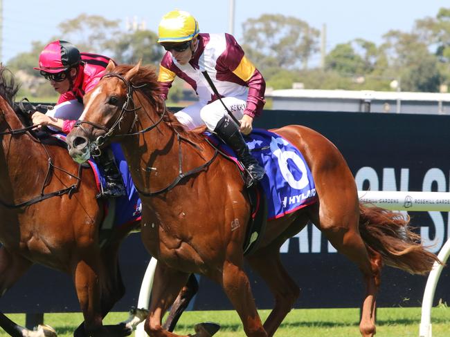 Linebacker is ready for the challenge ahead in the Group 1 Champagne Stakes at Randwick. Picture: Grant Guy