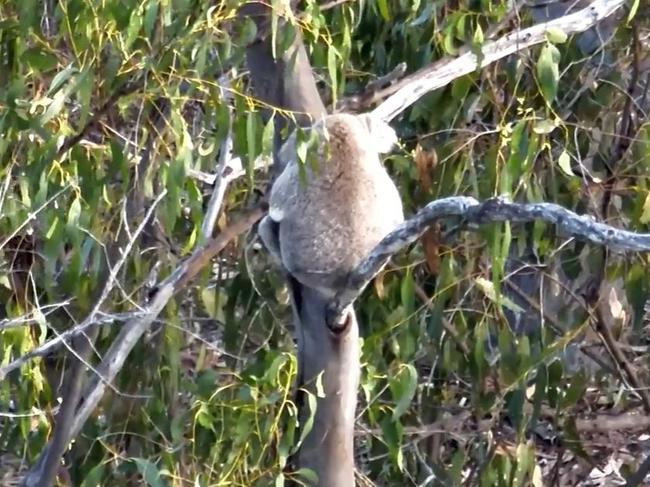 Koala spotted via drone near the Olive Downs coal complex in Queensland. Supplied by Lock the Gate