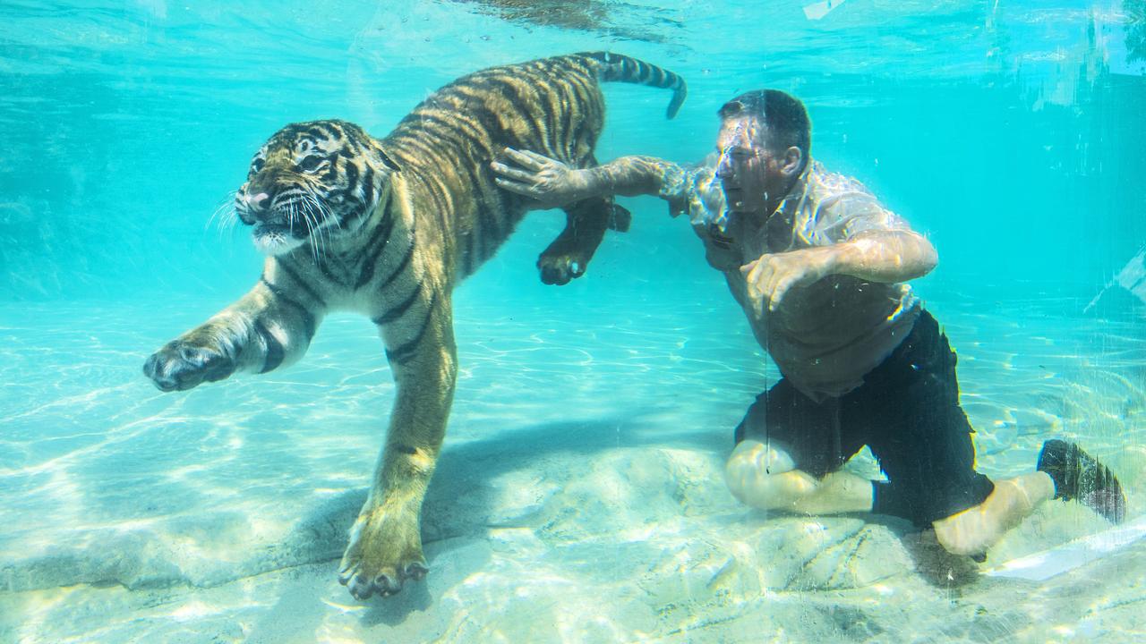 Tiger handlers at Dreamworld have interacted with the big cats for decades but those days are now over following a move by the theme park. Picture: Nigel Hallett