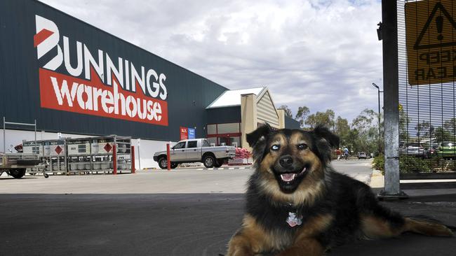 Dogs are allowed at Bunnings stores across the country under strict guidelines.