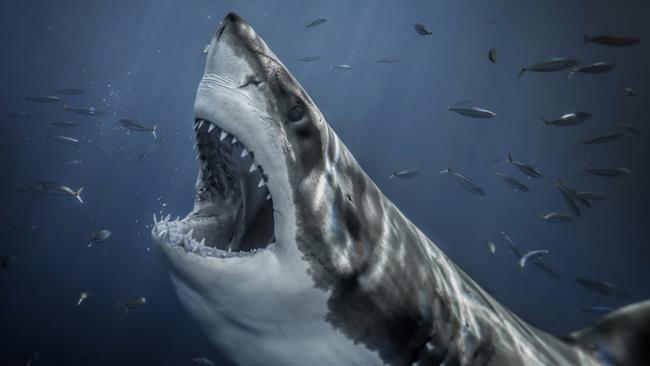 The shark was lured to the cage by the school of fish. Picture: RodneyBursiel/mediadrumimages/australscope