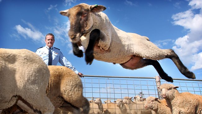 Tait Schmaal’s shot of leaping sheep wins top rural photo award | The ...