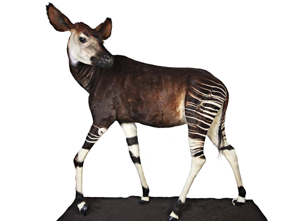 Okapi specimen. Picture credit: Trustees of the Natural History Museum, London