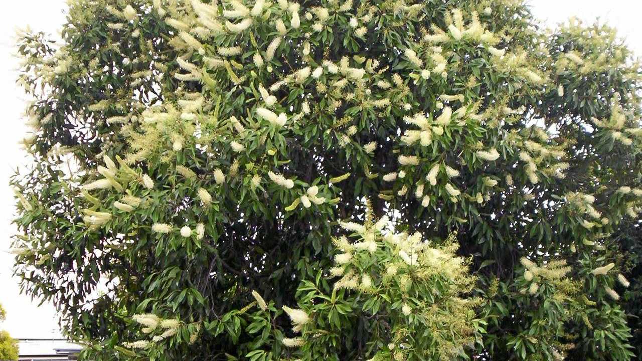 Native Plants Best For Growing Underneath Powerlines The Courier Mail