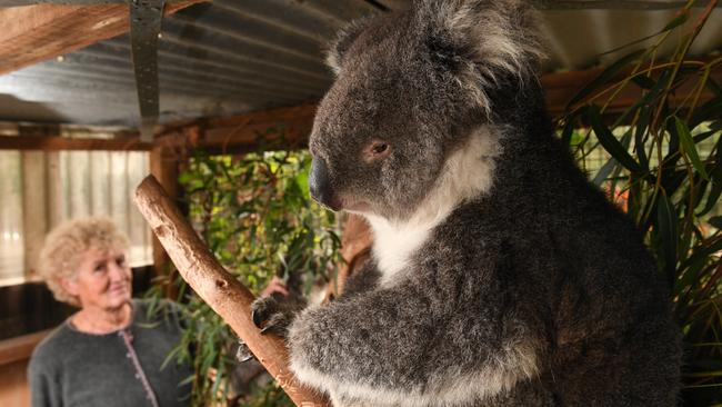 Jennie Bryant from the Koala Rescue and Rehab at Tyabb with a rescued koala. Picture: Penny Stephens