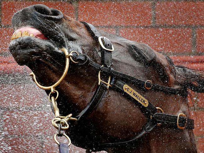 2016 William Hill Cox Plate Day at Moonee Valley Racecourse, Winx with a hose down after her win. 22nd October 2016. Picture: Colleen Petch.