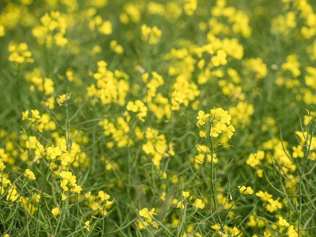 CROPPING: Evan Lewis on farm at WernethPICTURED:  Generic canola crop. Stock photo.Picture: Zoe Phillips