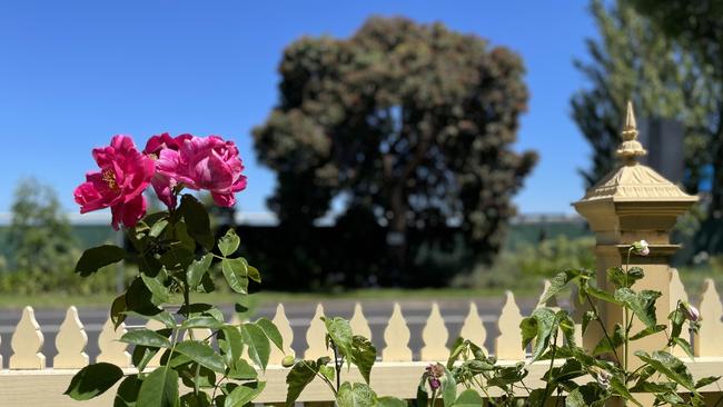 Queens Ave residents say streets trees shield their views of Caulfield Racecourse. Picture: Lucy Callander.