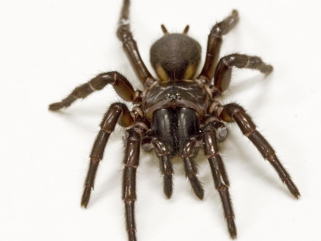 Funnel-web spider venom can save lives after heart attack | Herald Sun