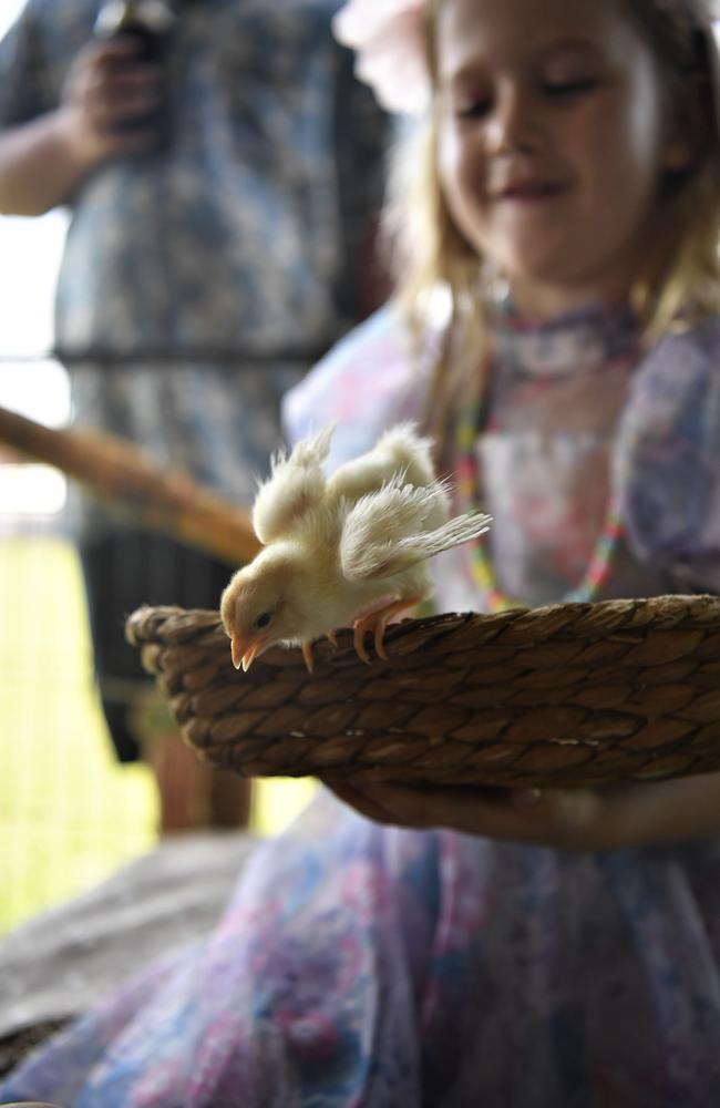 Ruby McKay, 4, with a tiny chick in the petting zoo at the Chief Minister's Cup Day at the Darwin Turf Club on Saturday, July 15.