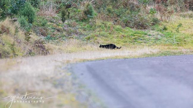 This was shot in 2020 near Mount Sabine. Picture: Great Ocean Photography/Amber Noseda