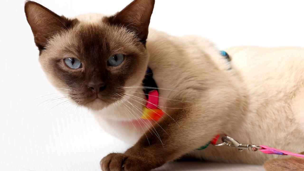 Tonkinese Honey Bee at the Ekka on People’s Day. Picture: Steve Pohlner