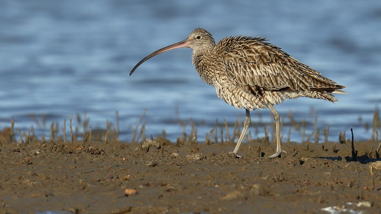 Toondah Harbour developer Walker swamped with 26,000 submissions | The ...