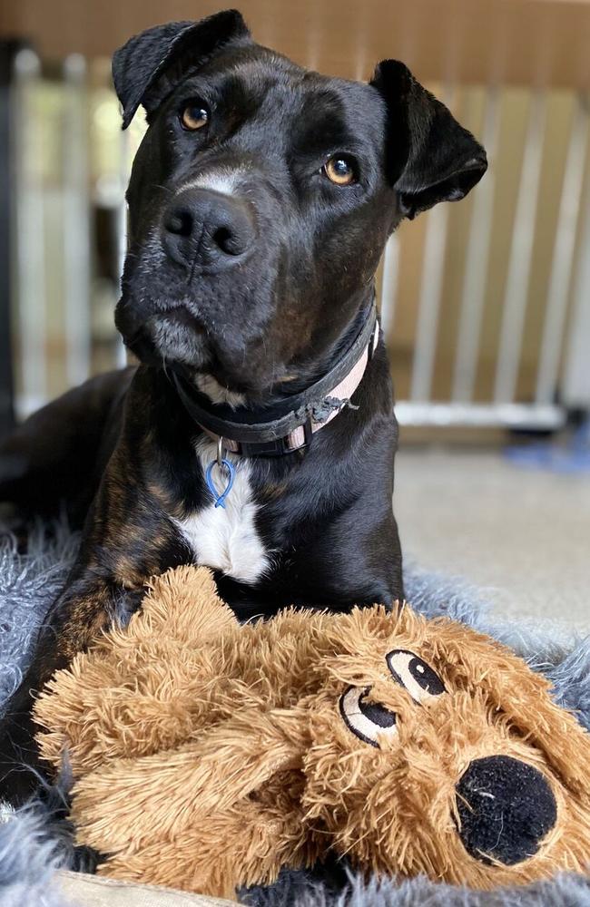 Gloria the Staffordshire Bull Terrier has spent more than 400 days waiting for her forever home. Picture: Supplied.