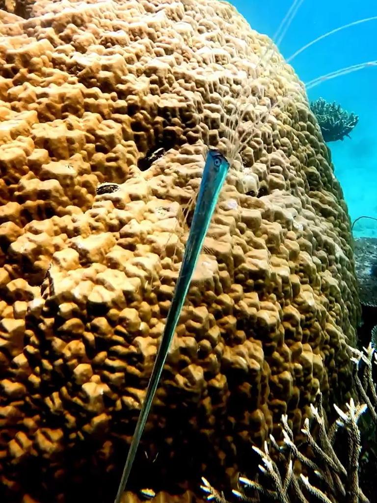 The first juvenile oarfish to ever be caught on camera on the Great Barrier Reef. Photo: Tahn Miller.