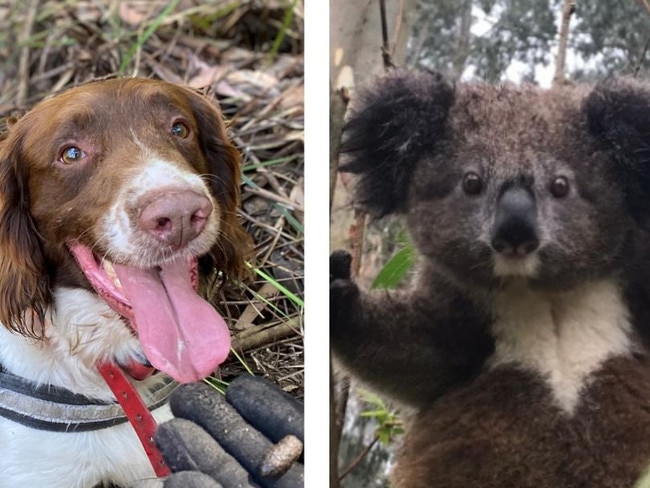 Max the dog found secret koala clan