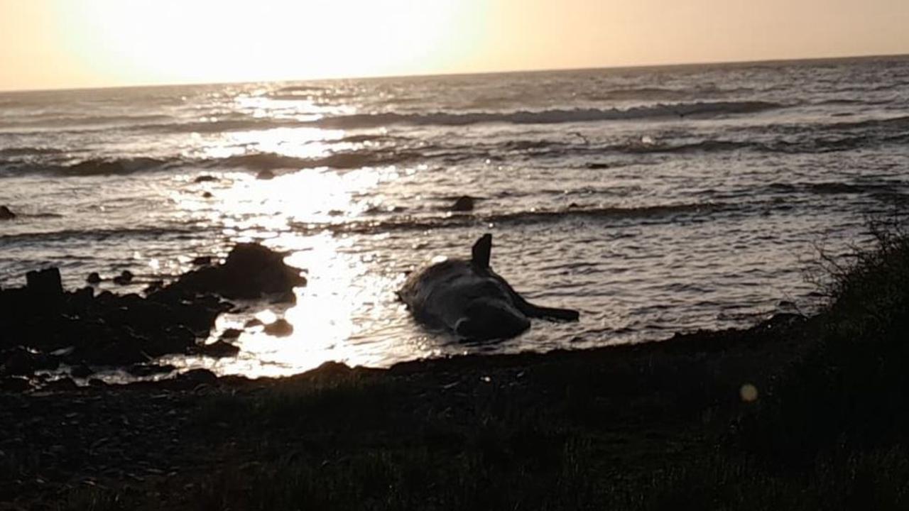 At least 14 young male sperm whales have died after a mass stranding on King Island. Photo: Sarah Baldock