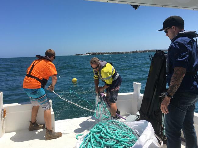 Nsw shark nets wikipedia