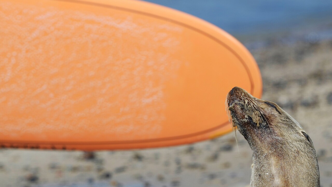 Adorable seal surfs on California beach, mystifying marine experts