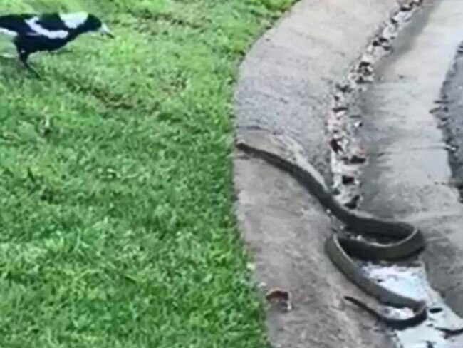 Magpie and a snake face off in a Terrigal Street.