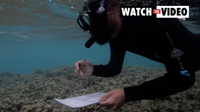 New coral species found on the Great Barrier Reef