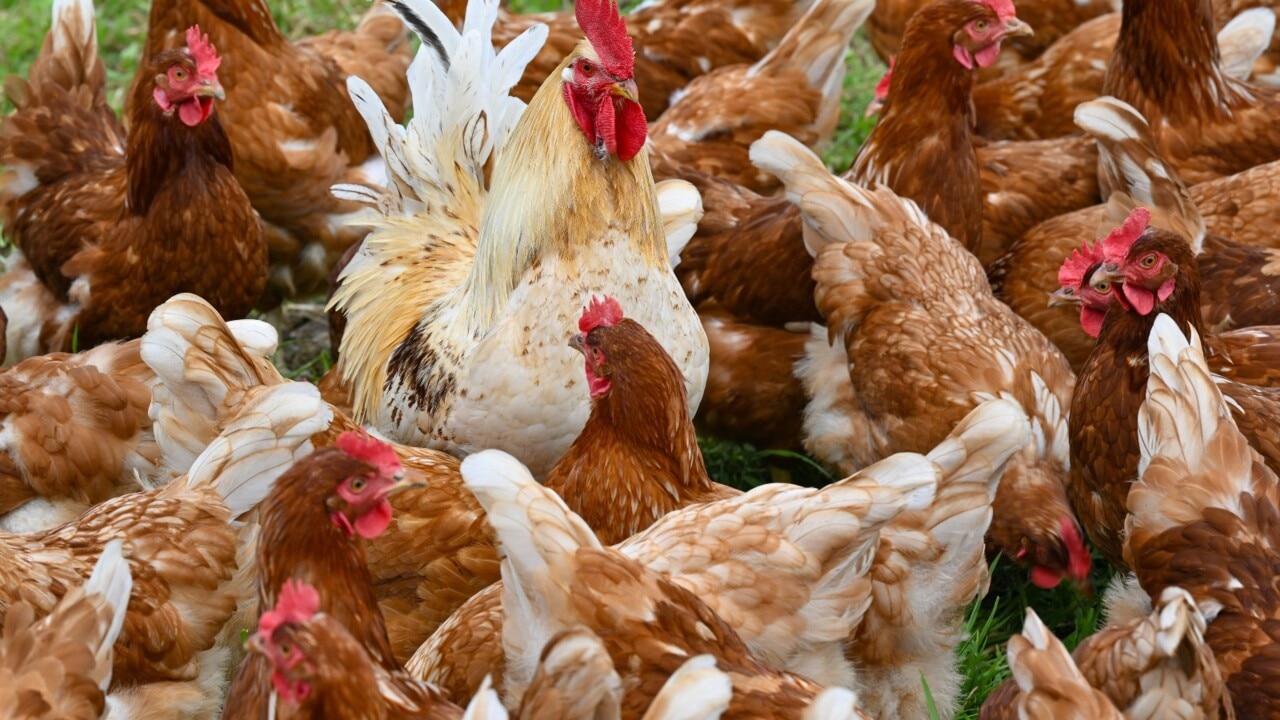 Third Victorian farm under quarantine after confirmed cases of avian