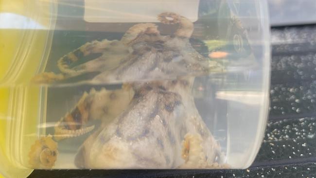 The octopus was seized by paramedics treating the woman at the scene. NSW Ambulance.