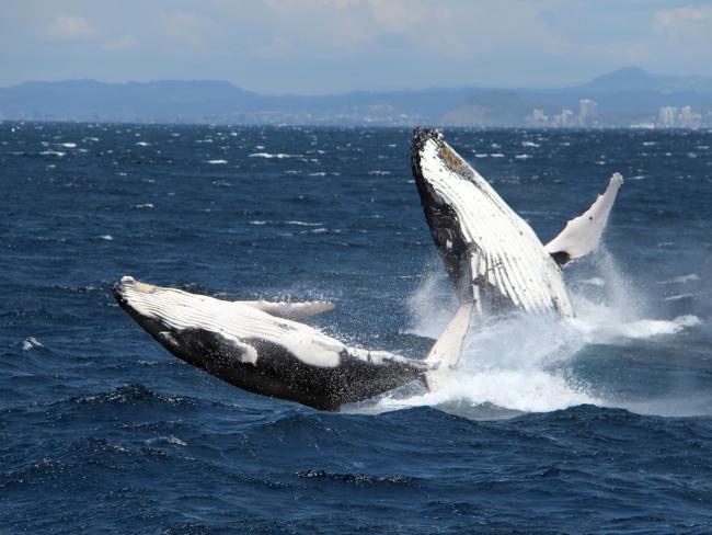 Supplied image from Sea World Whale Watching of a mother and calf simultaneously breaching off the Gold Coast this morning.