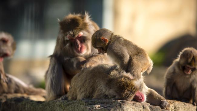 Japanese macaques in Launceston's City Park. Picture: City of Launceston