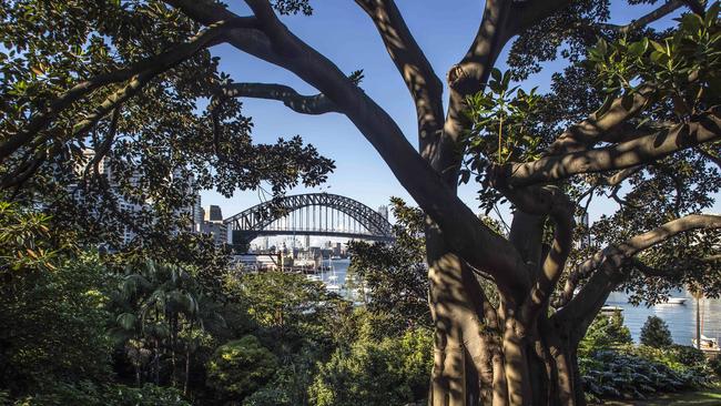 The fig tree in Lavender Bay that appears in Brett Whiteley’s painting.