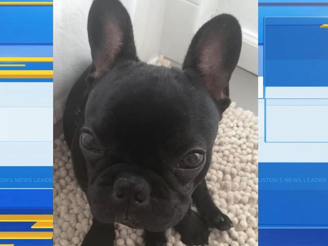 Kokito the french bulldog died on a United Airlines flight. Pictured: ABC13