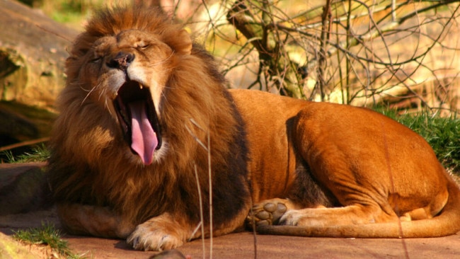 It's quite possible the Lion(town) won't sleep tonight, amid hotly denied takeover rumours. Picture: Camilo Torres/iStock via Getty Images